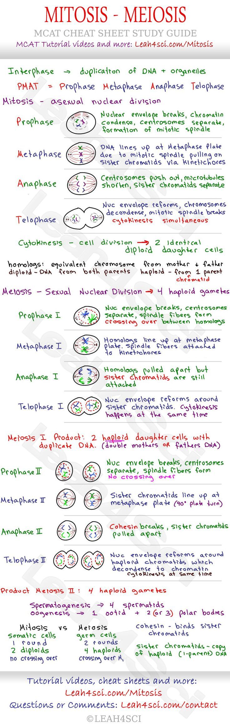 worksheet Comparing Mitosis And Meiosis Worksheet Answers 113 best mitosis meiosis images on pinterest ap biology life and mcat cheat sheet study guide learn what happens in each step