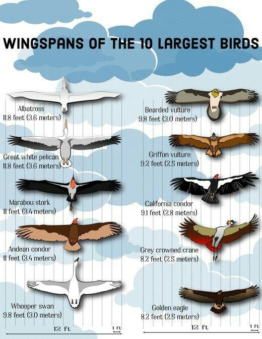 Latprgest Wingspan Of Different Birds Bird Species Bird Wings Birds latprgest-wingspan-of-different-birds-bird-species-bird-wings-birds