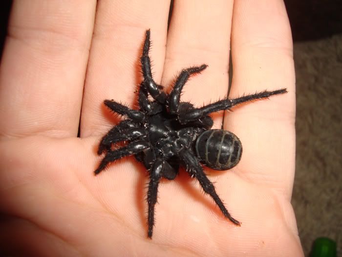 Best Food For Large Tarantulas Best Food For Large Tarantulas
