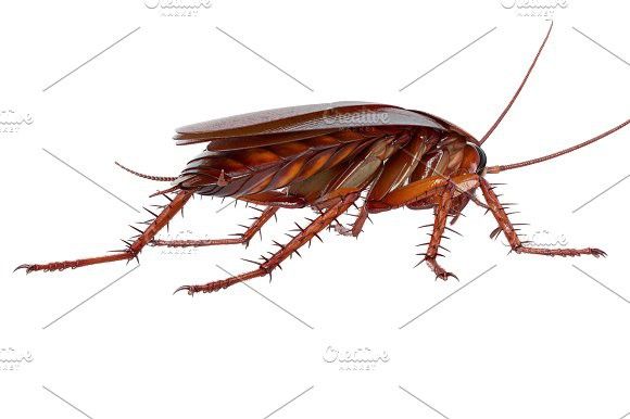 Cockroach Bug Brown Bugs Brown Animals