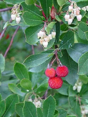Die besten 25+ Hohe Sträucher Ideen auf Pinterest Immergrüne - gartenstraucher immergrun winterhart Die besten 25+ Hohe Sträucher Ideen auf Pinterest Immergrüne - gartenstraucher immergrun winterhart