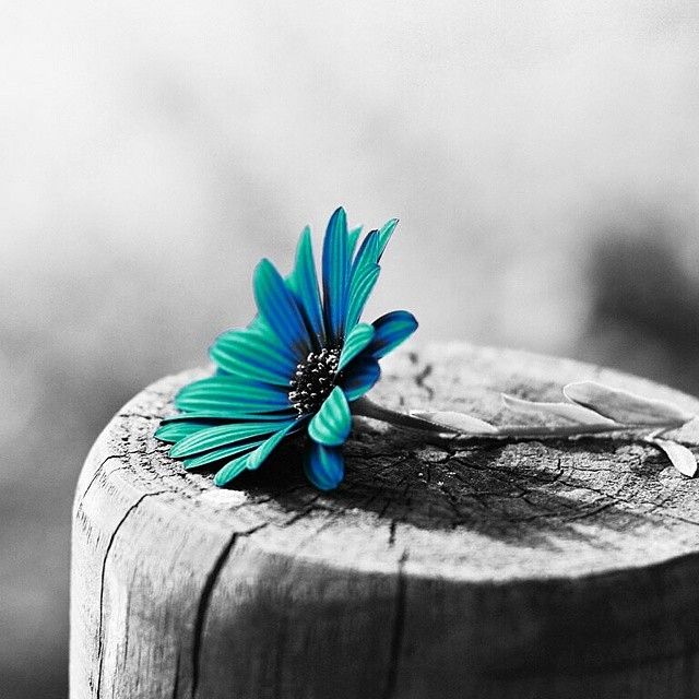 Flower black white ✿ colorsplash photography Flower black white ✿ colorsplash photography