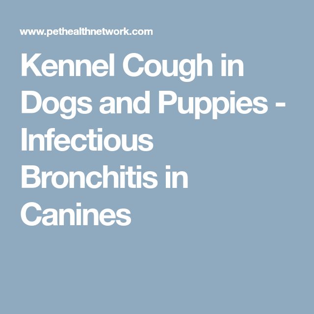 kennel cough in dogs best 25 puppy kennel ideas on kennel ideas kennel cough in dogs best 25 puppy kennel ideas on kennel ideas