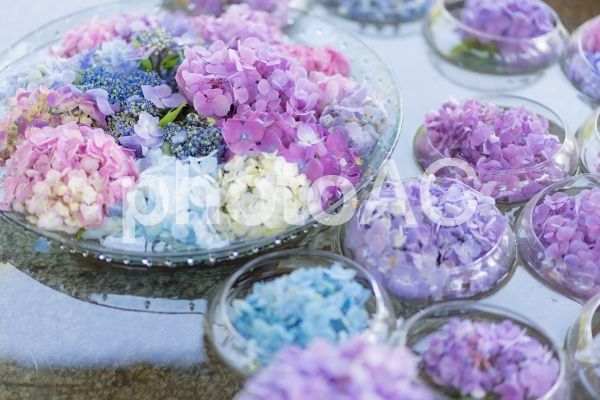 ボード 紫陽花 のピン ボード 紫陽花 のピン