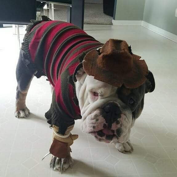 Diy Dog Costume Ideas Diy Dog Costumes Dog Costumes Cute Dog