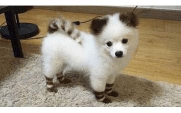 how big does a pomeranian get 18 best pomskies images on pomsky puppies animals and huskies puppies how big does a pomeranian get 18 best pomskies images on pomsky puppies animals and huskies puppies