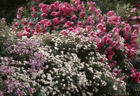 13 best Pflanzen images on Pinterest Plants, Balcony and Garden - gartenpflanzen winterhart immergrun 13 best Pflanzen images on Pinterest Plants, Balcony and Garden - gartenpflanzen winterhart immergrun