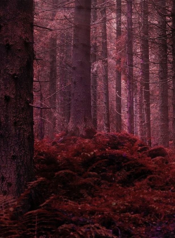The Colour Burgundy Maroon aesthetic, Burgundy aesthetic The Colour Burgundy Maroon aesthetic, Burgundy aesthetic