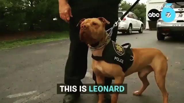 Meet Officer Leonard The Very 1st Pitbull Police Dog In The State