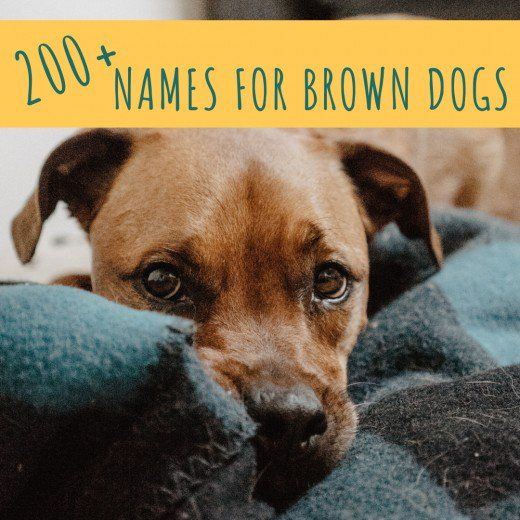 200 Unique Brown Dog Names Chocolate Golden Brown Pups 200-unique-brown-dog-names-chocolate-golden-brown-pups