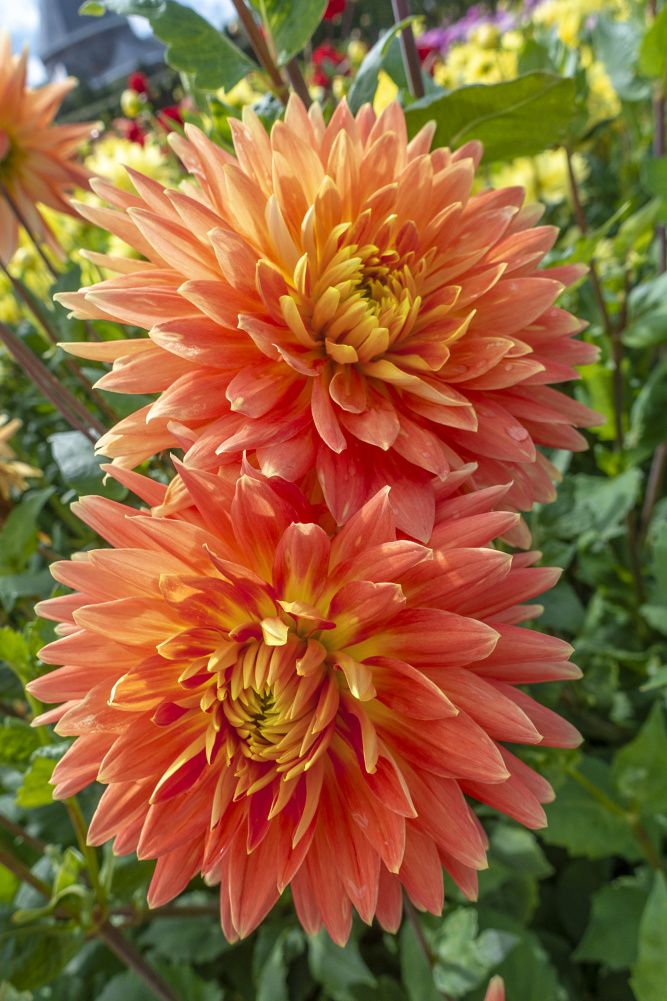 Dinnerplate Dahlia Motto Dinner Plate Dahlia Motto