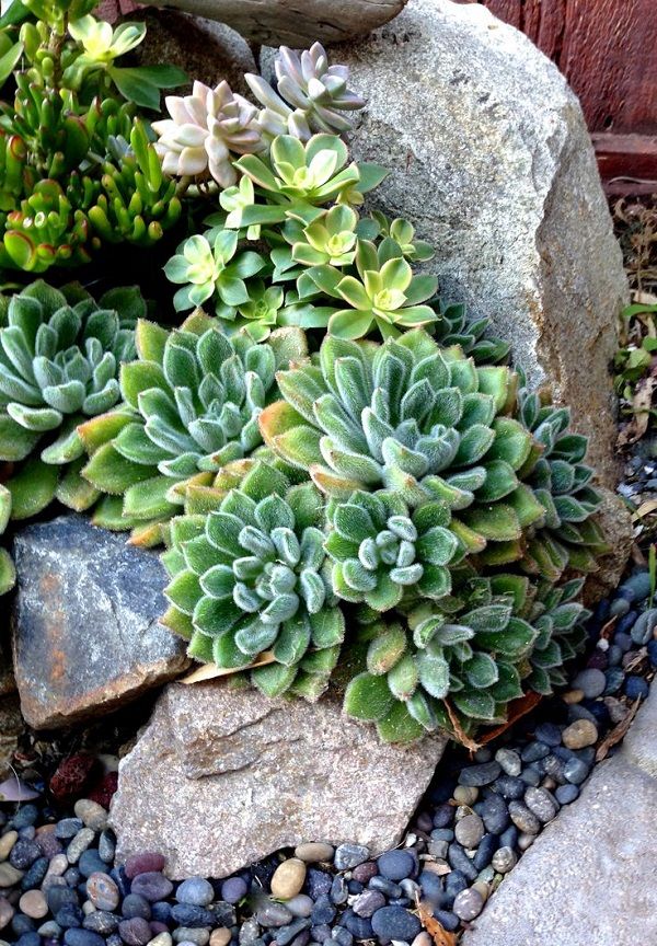 Best 20 Succulents Garden Ideas On Pinterest Cacti And Succulents Among Rocks More