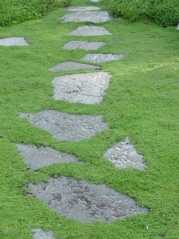 Garden Ideas To Replace Grass 233 best groundcover ideas images on pinterest | garden ideas Garden Ideas To Replace Grass 233 best groundcover ideas images on pinterest | garden ideas