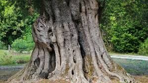 Partnersuche baum
