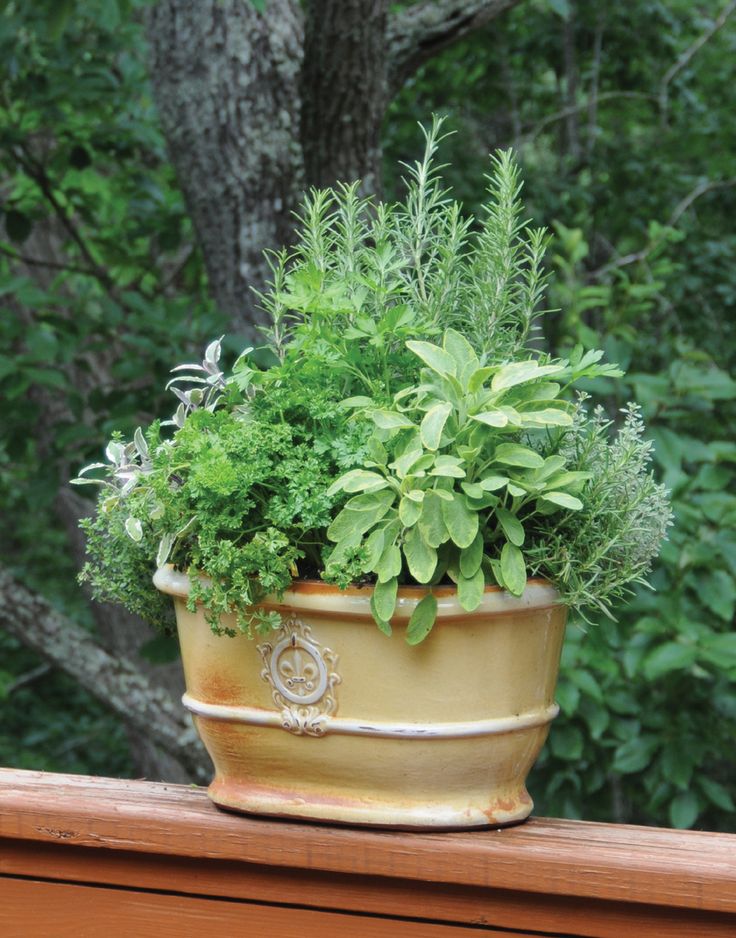 49 best Herbs & Veggies in Container Gardens images on Pinterest Learn how to grow easy herbs that look great on your patio from the book "Easy Container bos