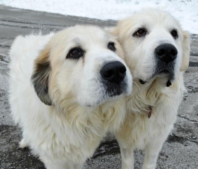 87 Best Dogs Great Pyrenees Images On Pinterest Gigi And Lucy Great Pyrenees Sisters