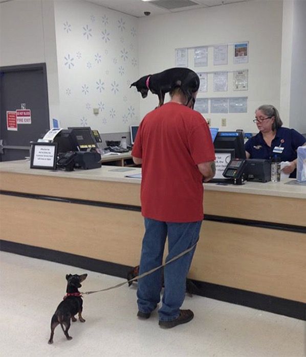 Can You Take Dogs In Walmart Dog Clicker Training An Easy Way To Train Your Dog Dog Clicker Walmart Dog Clicker Training Tips Dog Training Collar Dog Training Dog Training Obedience