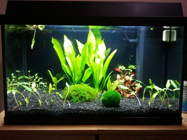 background before and after red fish blue fish fish fish backgrounds
