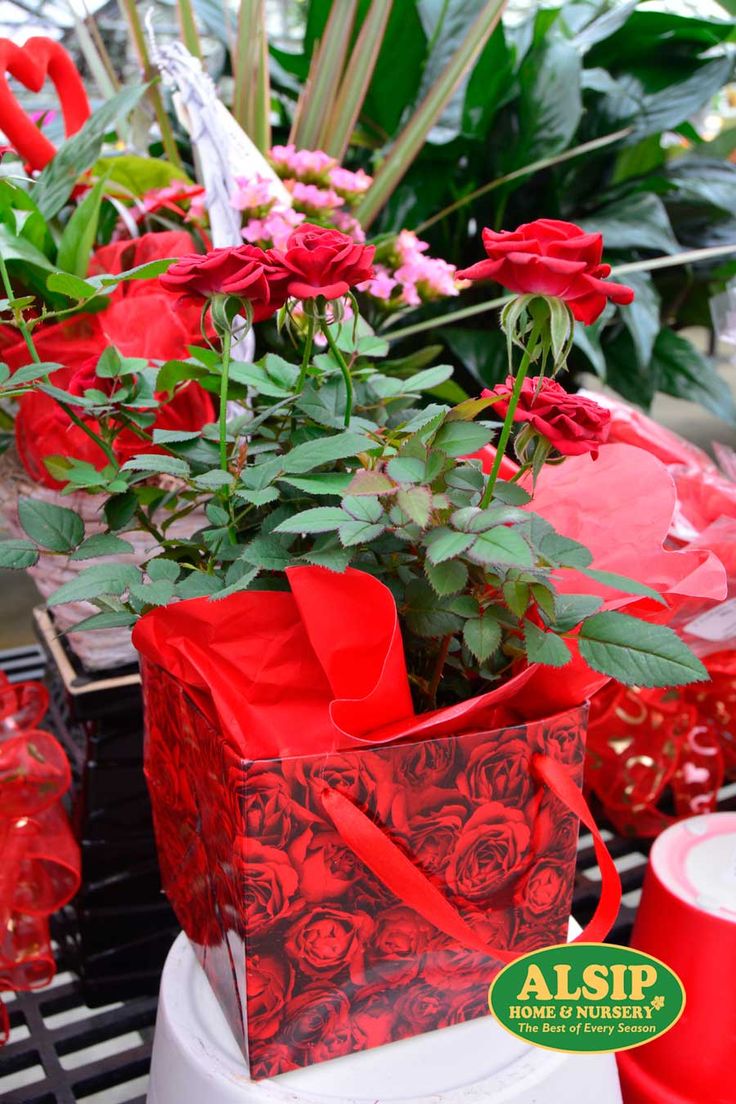 vans flowers alsip nz vans flowers alsip nz