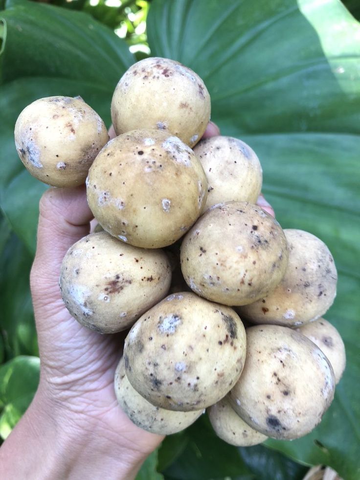 Lanzones – Tropical Fruit with Many Health Benefits | Fruit benefits Where Can I Buy Lanzones In Usa
