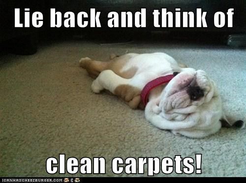 cleaning funny carpet clean rug puppies dog tips sleeping rugs ha stuff call carpets