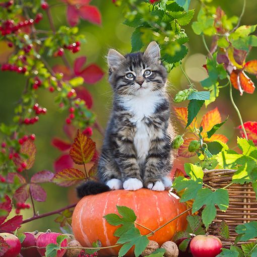 Can Cat Have Apples Can Cat Have Apples