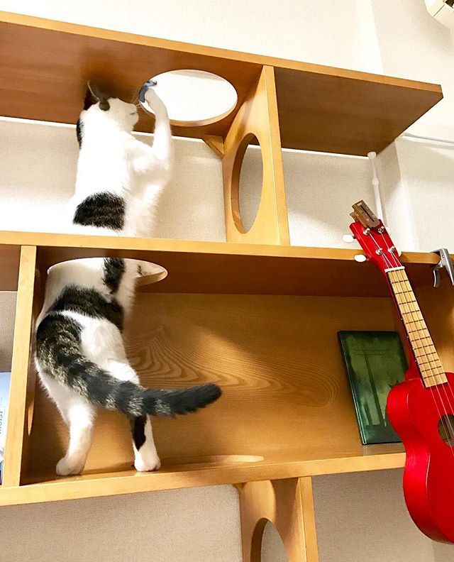 ちょいちょいっ 穴をくぐり抜けておもちゃを追いかけるにゃあ 使用家具 Ny ニャンド Cave Shelf ブラウン Nyand 猫家具ニャンド 猫家具 プチリノベ家具 猫 ねこ Neko Cat 家具 家具選び インテリア イ Cat Enclosure Cats Cat House ちょいちょいっ 穴をくぐり抜けておもちゃを追いかけるにゃあ 使用家具 Ny ニャンド Cave Shelf ブラウン Nyand 猫家具ニャンド 猫家具 プチリノベ家具 猫 ねこ Neko Cat 家具 家具選び インテリア イ Cat Enclosure Cats Cat House