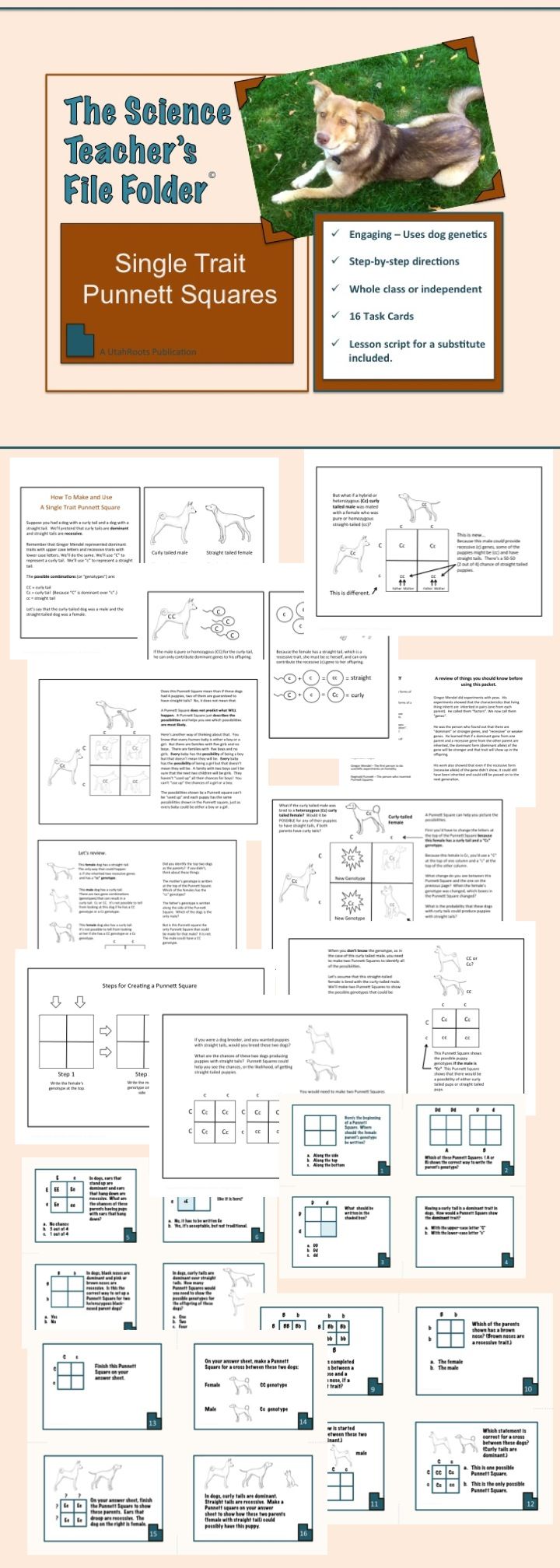 worksheet Genetics Basics Worksheet best 25 punnett square activity ideas on pinterest biology squares task cards and informational text