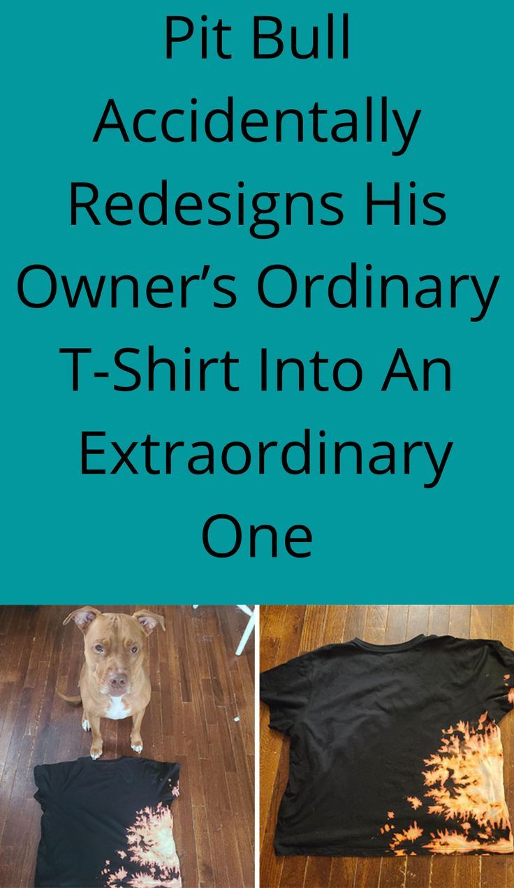 Pit Bull Accidentally Redesigns His Owner s Ordinary T Shirt Into An pit-bull-accidentally-redesigns-his-owner-s-ordinary-t-shirt-into-an