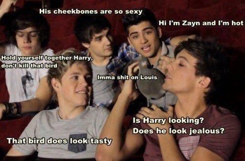 kevin the pigeon, harry styles, louis tomlinson, liam payne, niall horan, zayn m...