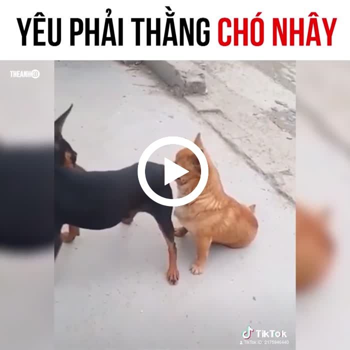 You Are Execrable Cutepets Funny Lol Dogs Teasing Funny