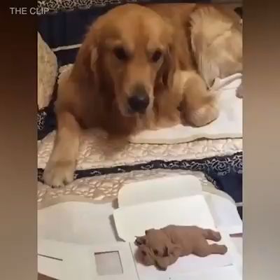 Compilation Of Dogs Reaction During Cutting Dog Cake