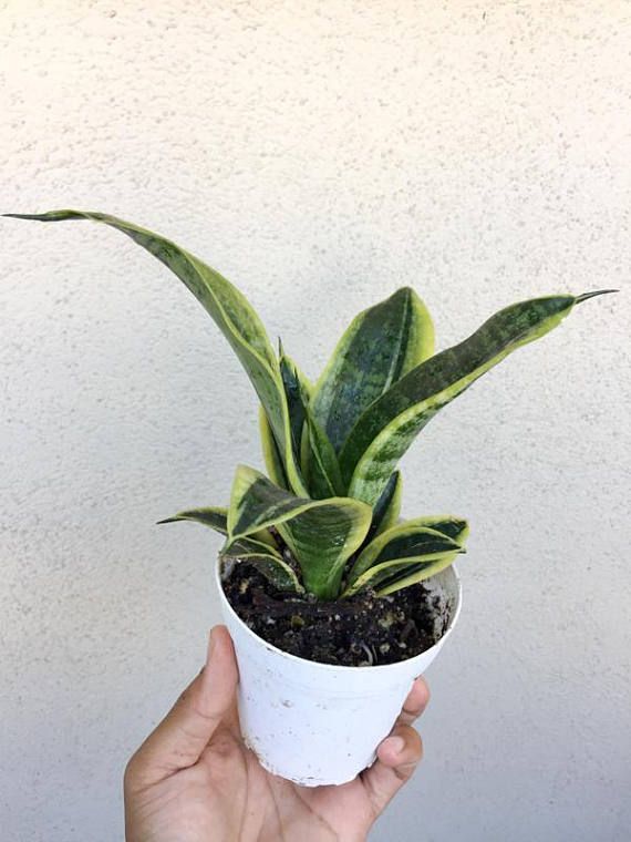Twist Sansevieria Snake Plant Rare Twist Sansevieria Snake Plant Rare Trifasciata 5 8 Tall Air Purifying