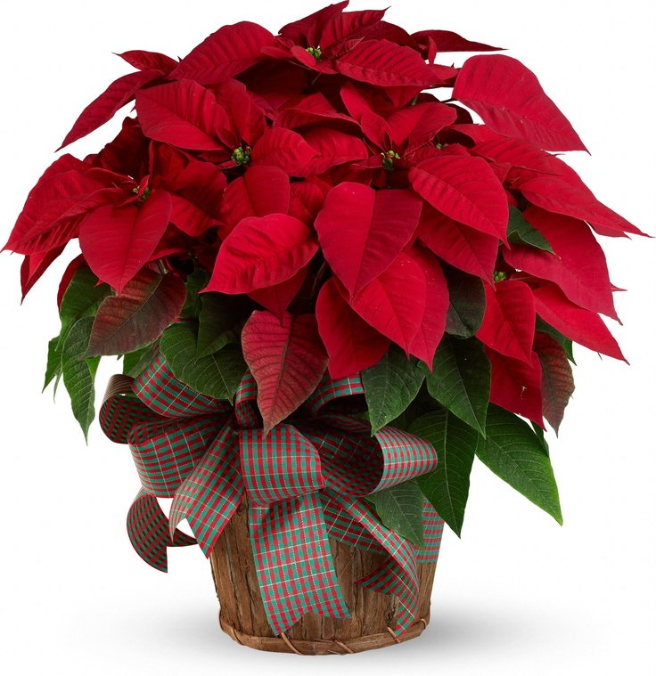 118 Best Christmas Flowers Images On Pinterest Large Red Poinsettia Plant Flowerchristmas