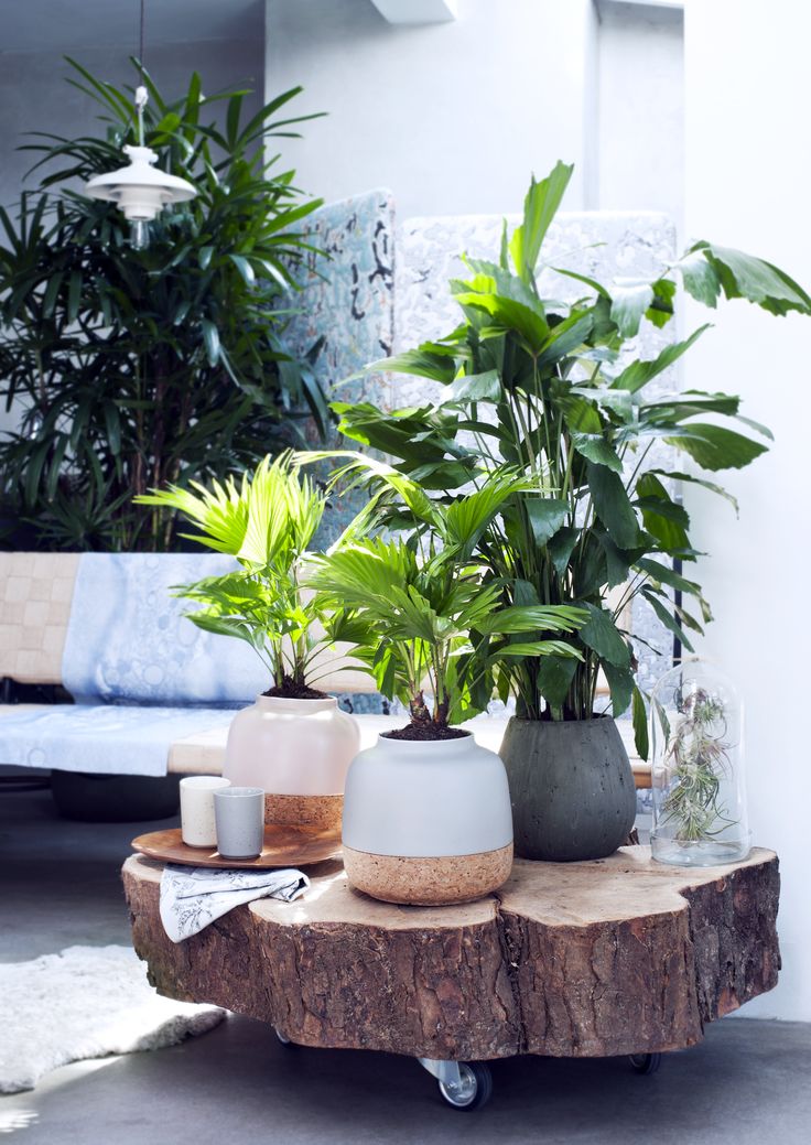 Die besten 25+ tropische Zimmerpflanzen Ideen auf Pinterest - tipps pflege pflanzen wintergarten Die besten 25+ tropische Zimmerpflanzen Ideen auf Pinterest - tipps pflege pflanzen wintergarten