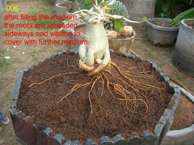 Adenium obesum floraplanetinfo