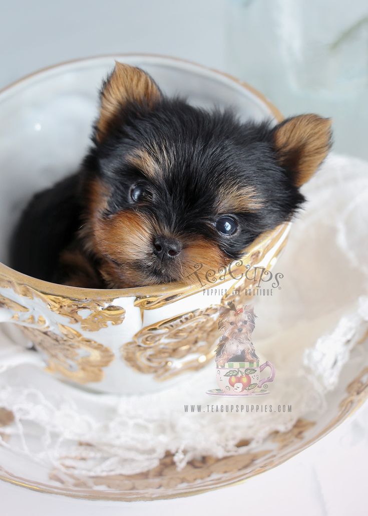 yorkie puppies in pa de 25 bedste id 233 er inden for yorkie dogs for sale p 229 teacup yorkie og yorkie puppies in pa de 25 bedste id 233 er inden for yorkie dogs for sale p 229 teacup yorkie og