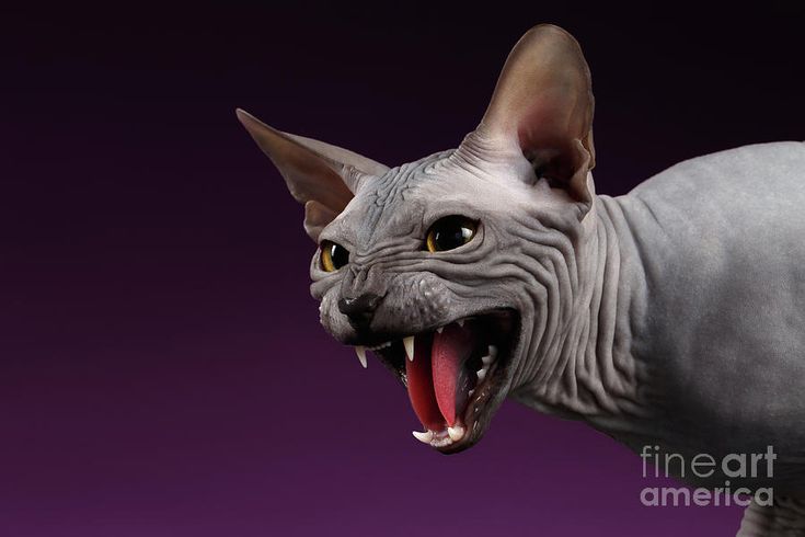 Be Bald And Free Day: 7 Hilarious Hairless Cats Of Instagram - CatTime Scary cat