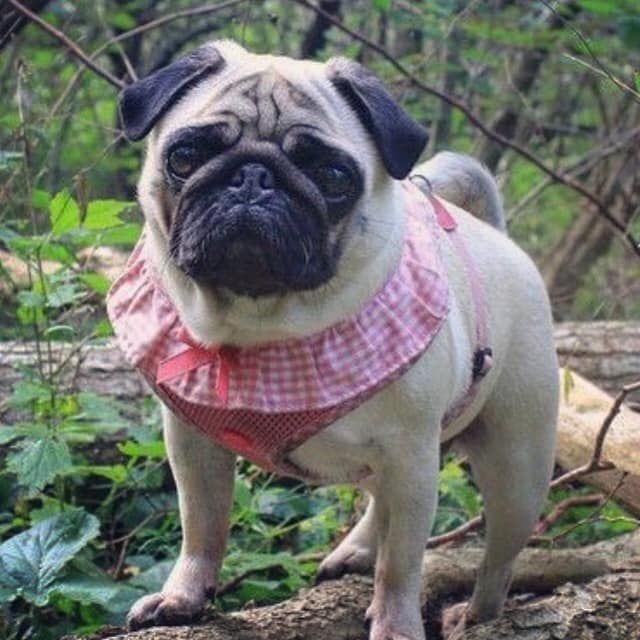 Puppia Pink Frill Vivian Harness Available At Www Ilovepugs Co Uk
