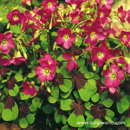 33 Best Flowers Images On Pinterest Gardening Landscaping And Iron Cross Oxalis Shamrock Plant