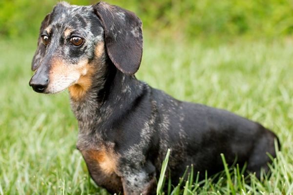 Homeslider Black And Tan Dapple Dachshund Looking Up And Raising