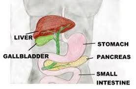 Natural Ways To Treat Bladder Infection At Home Natural Ways To Treat Bladder Infection At Home