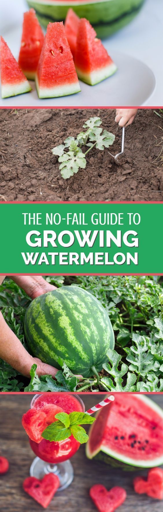 How to understand why cucumbers crochet grow How to understand why cucumbers crochet grow