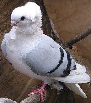 Homing Pigeons For Sale In Texas Homing Pigeons For Sale In Texas