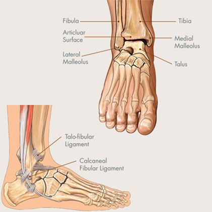 357 best referred images on pinterest trigger point referred charts