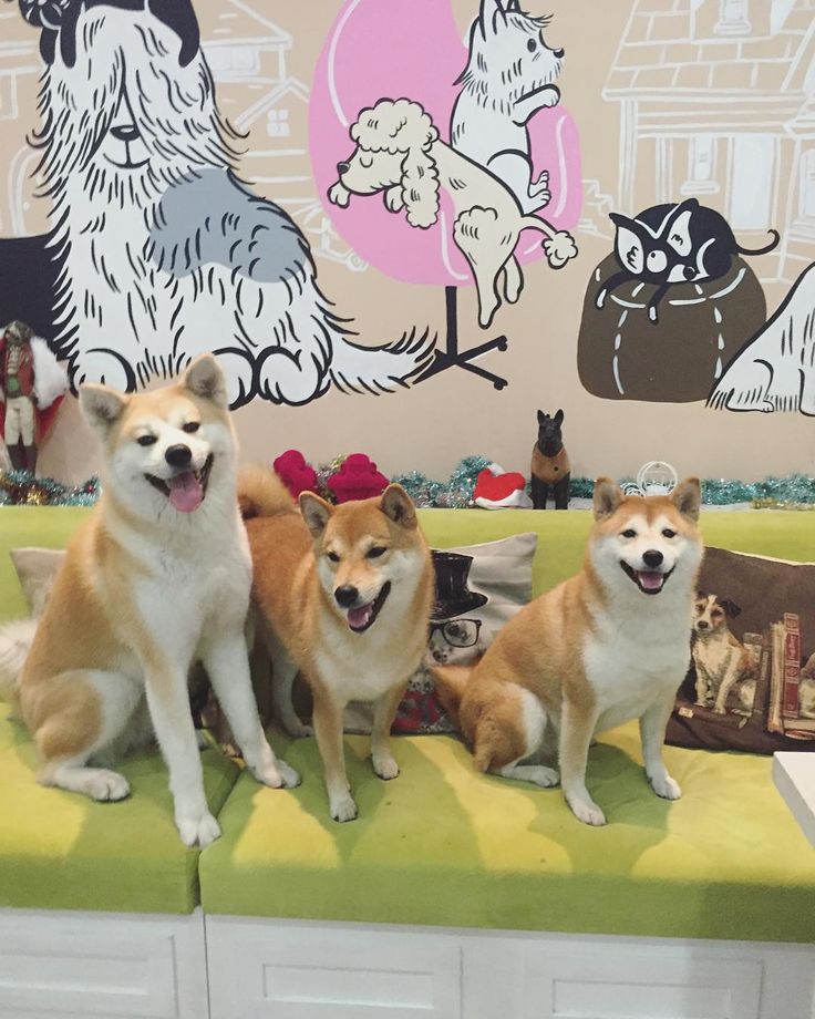 Aoki the Shiba🐶 on Instagram: “It's that time of month again! Grooming