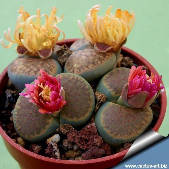 100seeds Mix Lithops bonsai Living Stones Flower Succulent Cactus Organic Plant