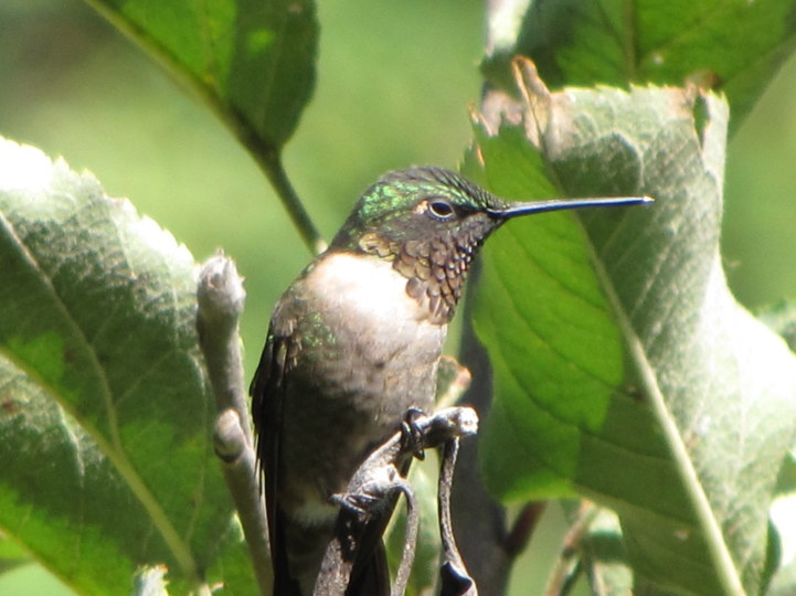 Hummingbird Eating Bugs In A Rose Of Sharon Bush Hummingbirds Hummingbird Eating Bugs In A Rose Of Sharon Bush Hummingbirds Birds