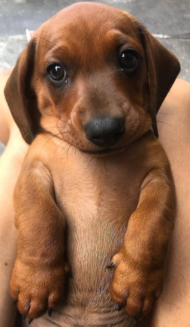 Hunde Bild Von Kathrin Appel Auf Geburtstag Dackel Niedliche Hunde
