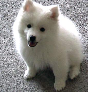 american eskimo pomeranian mix bark m 225 s de 25 ideas incre 237 bles sobre miniature american eskimo en perrito american eskimo pomeranian mix bark m 225 s de 25 ideas incre 237 bles sobre miniature american eskimo en perrito